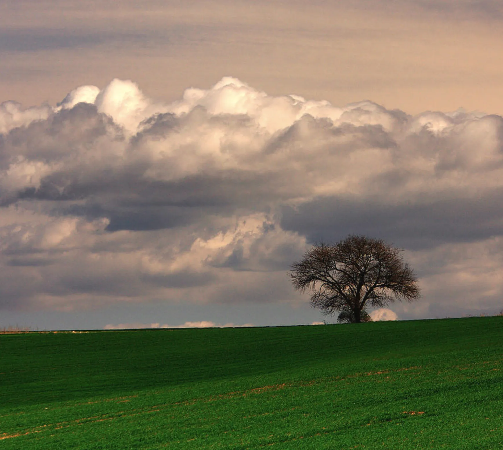 CLOUD experiments show that trees can make their own clouds.