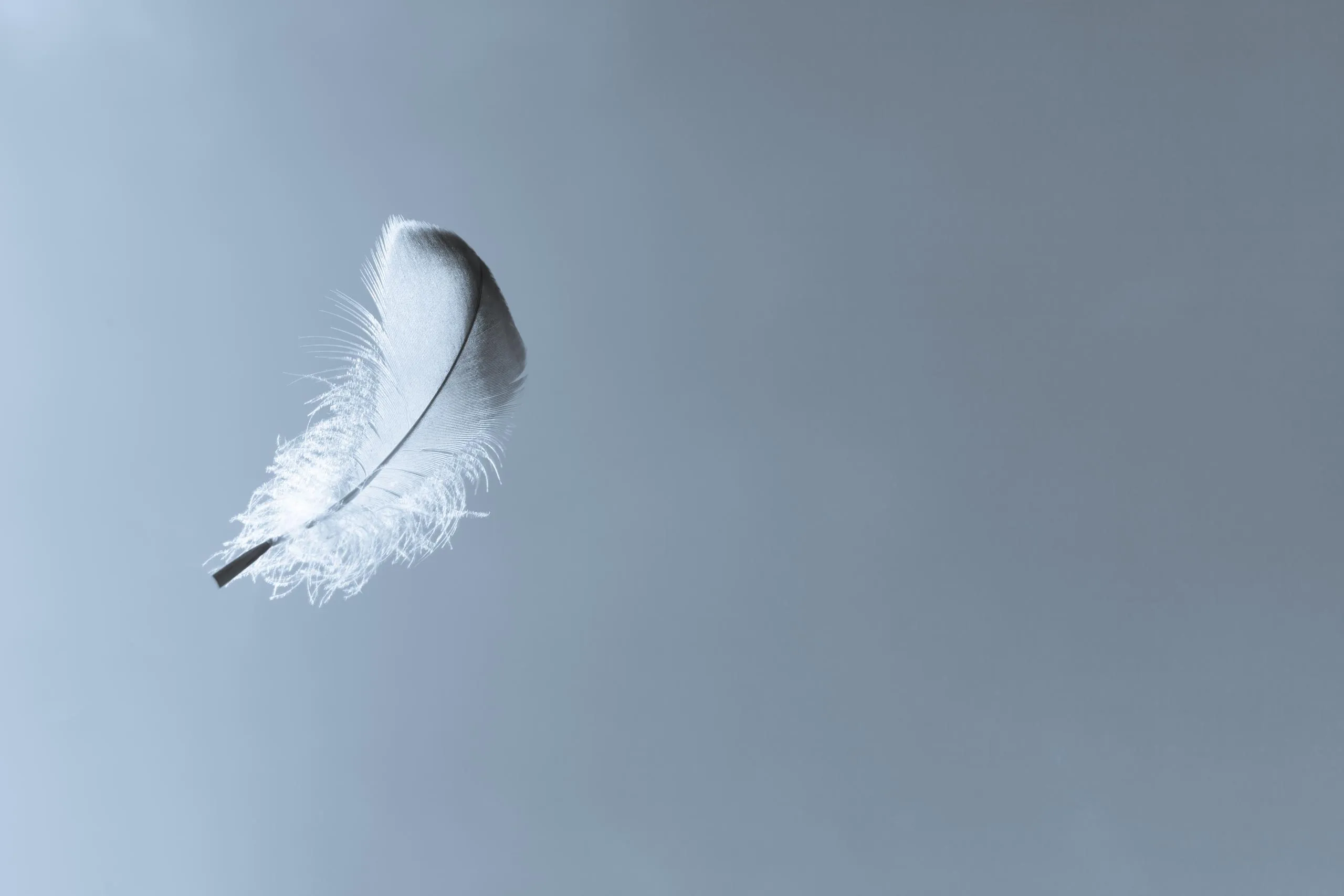 Discussing the physics of feebly-interacting particles